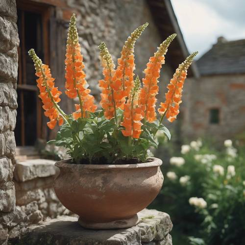 A rustic terracotta pot filled with blooming orange foxgloves set against a sides of an old stone cottage. Tapeet [433a9bbaea724acb9732]