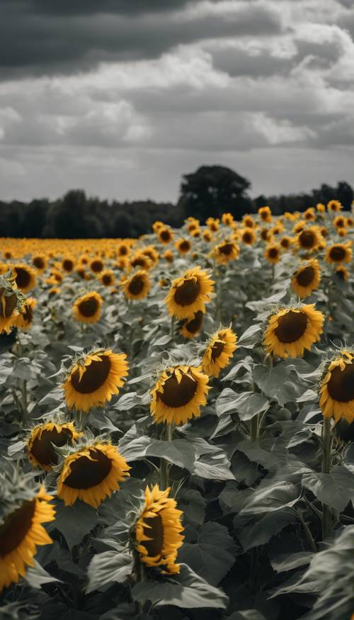 A field of sunflowers, every one of them strikingly monochrome, with a cloudy sky adding to the drama of the scene.