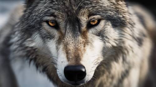 狼的明暗對比影像，展示了光與暗的戲劇性相互作用，創造出深度和體積。