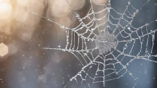 A snowflake sticking on a spider web. Tapet [ef3d08d900be4a00903f]