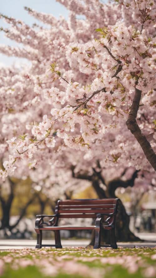 盛開的櫻花樹下有一張空的白色大理石長凳