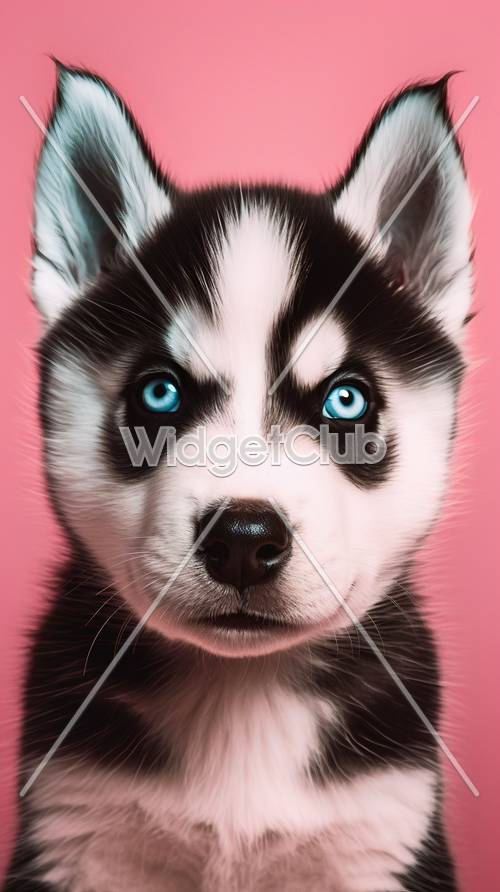Sevimli Mavi Gözlü Köpek Yavrusu Ekranınız İçin Mükemmel