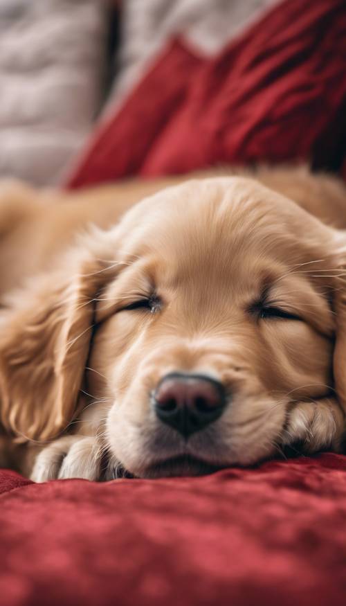 A golden retriever puppy sleeping on a big red pillow.