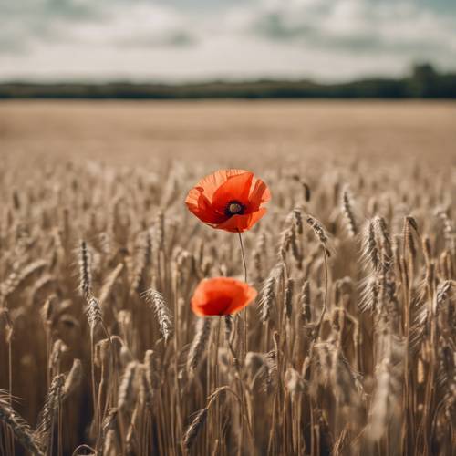 A lone poppy standing tall amongst wheat in a country field.