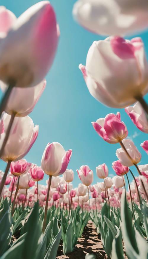 A field dominated by fresh pink and white tulips under a clear blue sky, wind playing with the petals.