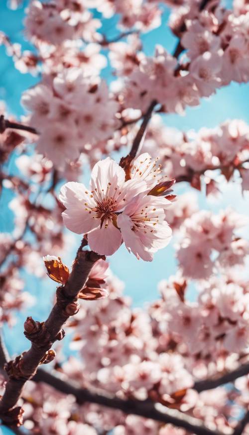 Une vue rapprochée d’une fleur de cerisier, les pétales teintés d’une teinte rose fraîche sur un ciel bleu doux.