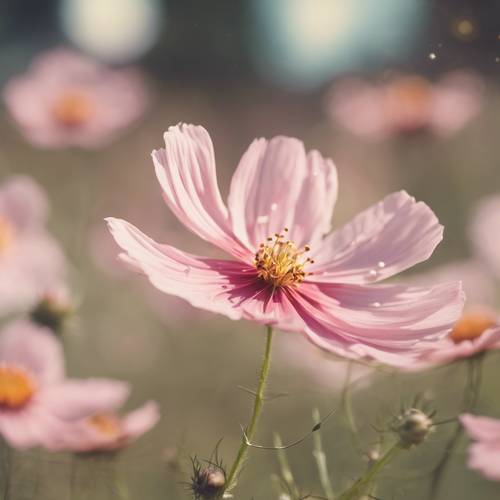 A whimsical pastel pink cosmos flower fluttering in a warm summer breeze.