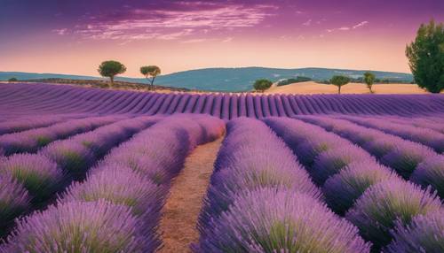 Ein großes Stück Lavendelfeld unter dem schwach erleuchteten Abendhimmel in der Provence, Frankreich.