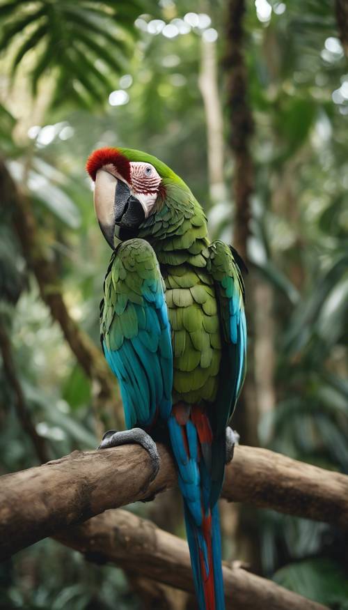 Dark green macaw, standing on a wooden branch in a tropical forest