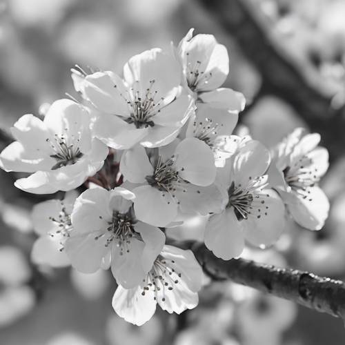 Иллюстрация цветущей вишни в оттенках серого.