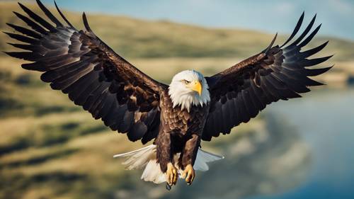 Uma majestosa águia americana voando livre contra o pano de fundo de um céu azul brilhante de julho.