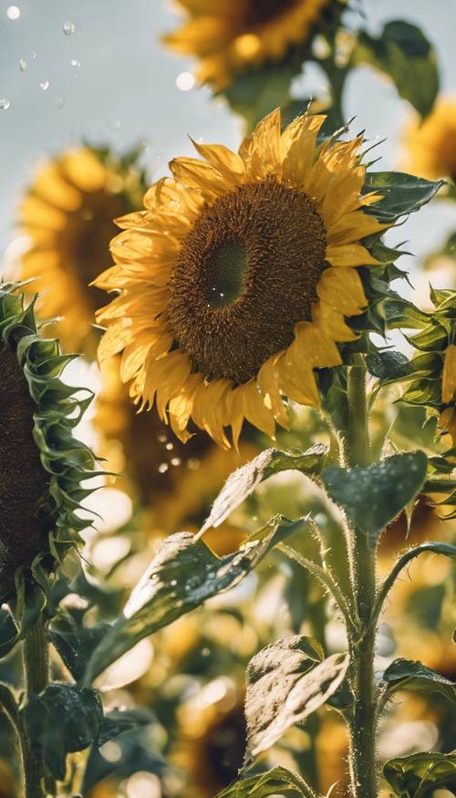 Gerimis kilau kuning di atas bunga matahari segar di bawah sinar matahari sore.