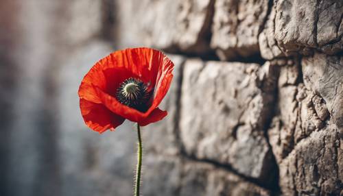 A single red poppy growing in the cracked wall, symbolizing life in the desolation.