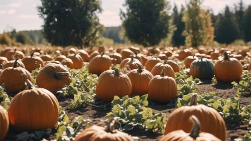 A pumpkin patch on a sunny September day, ready for picking Taustakuva [907763ea8e1649afa549]