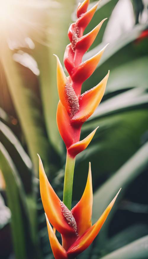 阳光普照的热带花园中，一朵覆盖着露珠、彩虹色的赫蕉花近距离观赏。