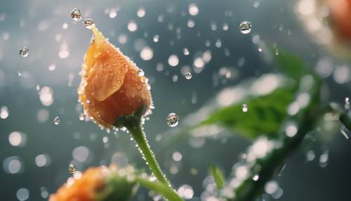 Una goccia d&#39;acqua sta per cadere da un fiore di civetta dopo una pioggia estiva.