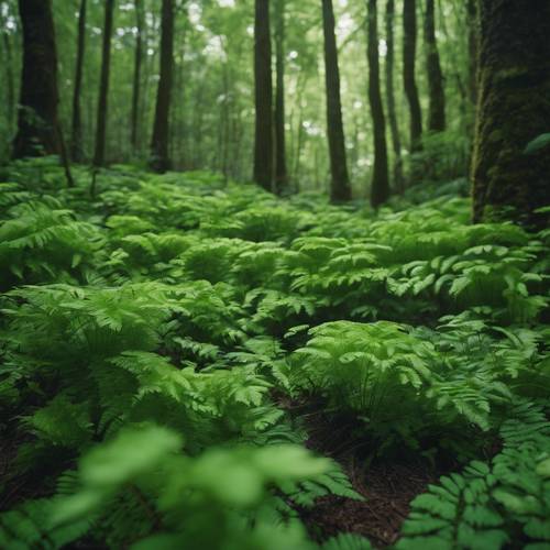 Hutan yang dipenuhi pakis hijau subur dan hamparan shamrock setelah hujan musim semi yang menyegarkan.
