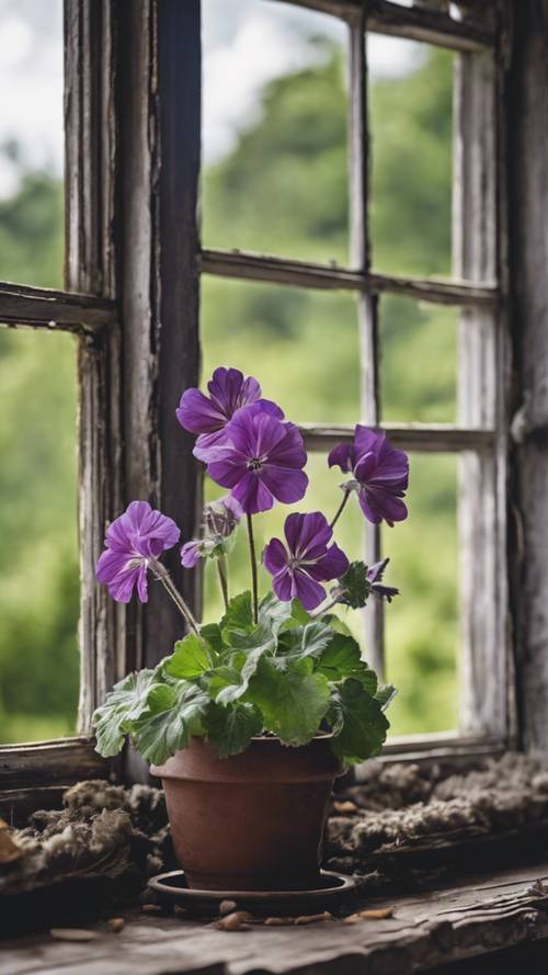 Geranium hitam yang indah bertengger di ambang jendela tua sebuah pondok pedesaan.