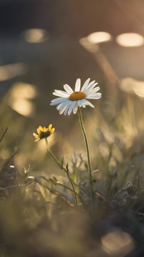 A cute daisy flower softly illuminated by morning sunlight.