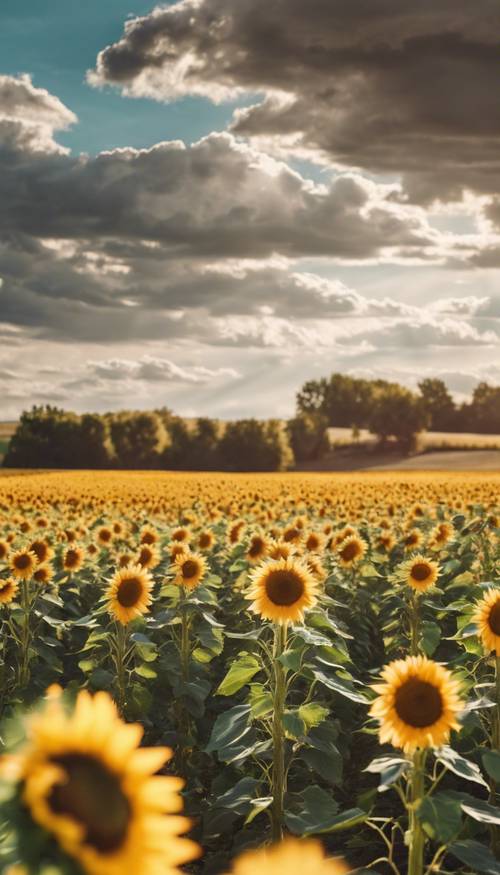 A field of sunflowers during a bright summer day. Wallpaper [26af8a824b6041018343]