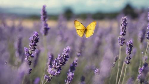 Latający żółty motyl na rozległym polu lawendy.