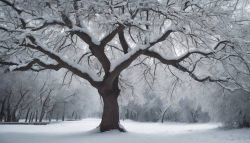 一棵巨大的灰色树木，其树枝在冬雪的重压下弯曲。
