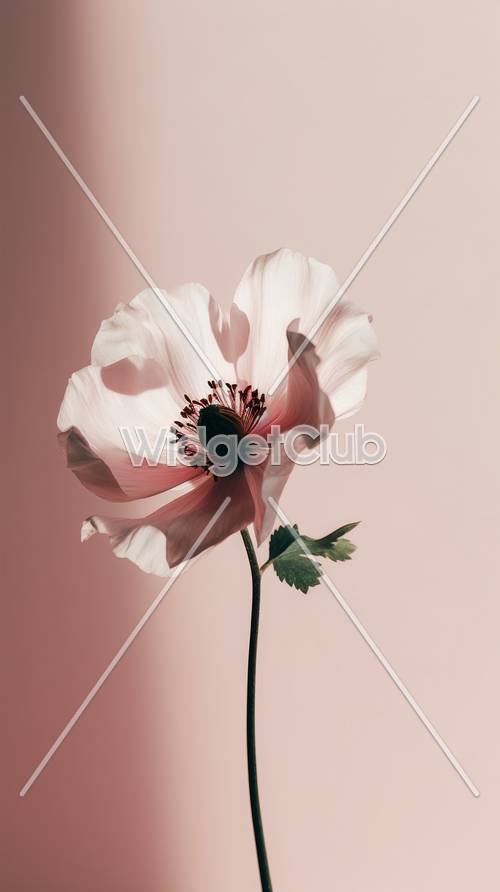 Elegant Pink Flower Wallpaper[b2f6ed724d7e4cc5a022]