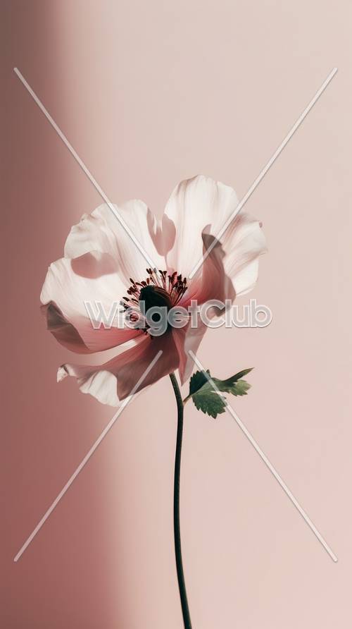 Bunga Merah Muda yang Elegan