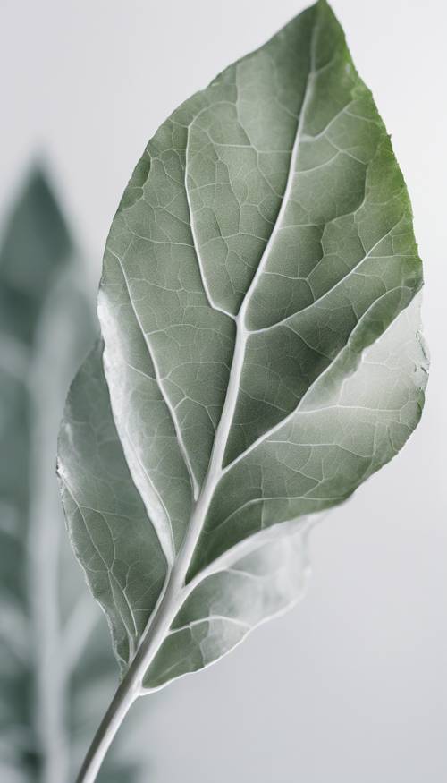 A painting of a beautifully shaped sage green leaf against a stark white background. Tapeta [28642ea51cec46d6a03c]