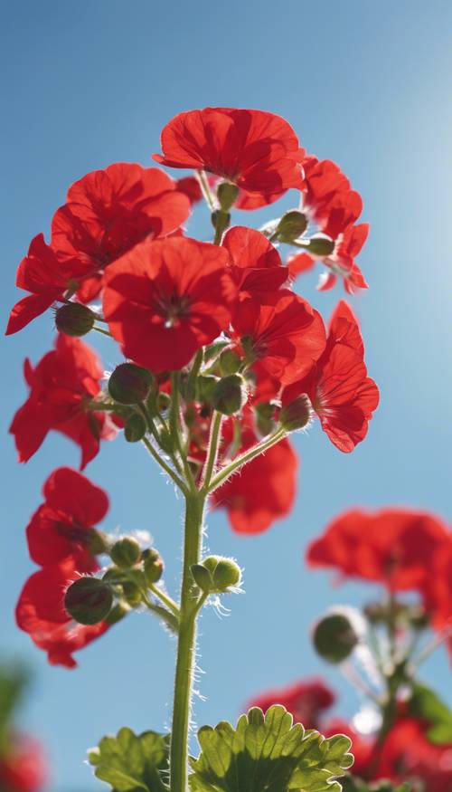 Uma impressionante vista de perto de um gerânio vermelho brilhante em plena floração contra um céu azul claro.