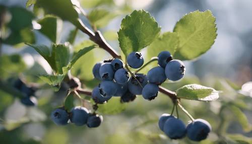 A detailed botanical lesson focusing on the structure of a blueberry bush.