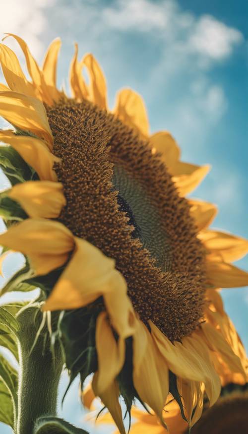 Eine Nahaufnahme einer blühenden Sonnenblume vor einem strahlend blauen Himmel.
