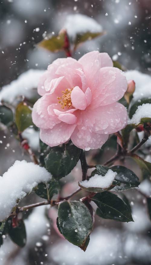 Нежная розовая камелия на фоне снега, на лепестках которой оседают белые хлопья.