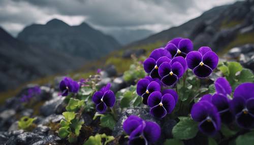 변덕스러운 회색 구름 아래 바위산맥에 있는 검은색과 보라색 제비꽃의 생동감 넘치는 클러스터
