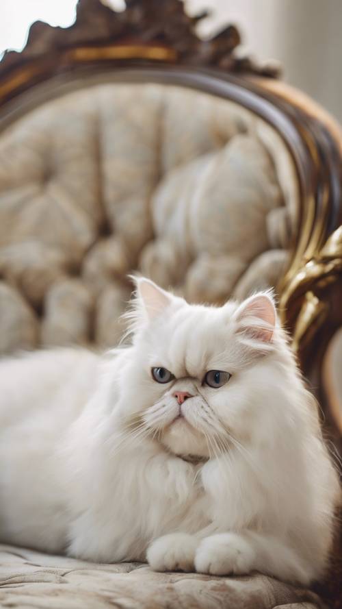 חתול פרסי לבן מבוגר מתרווח בפאר על ספה אלגנטית בסגנון ויקטוריאני.