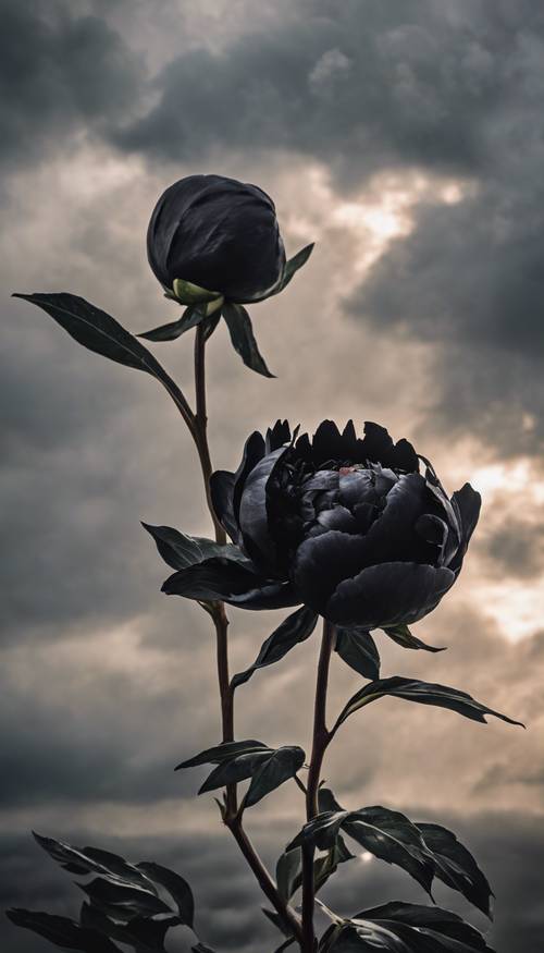 A single black peony against the backdrop of a stormy sky.