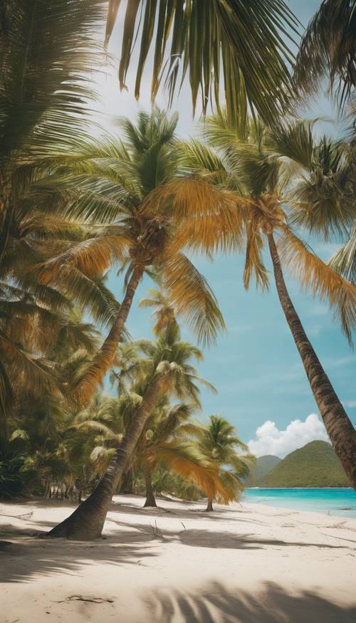 Un gruppo di palme tropicali che forniscono ombra in un caldo mezzogiorno sulla spiaggia caraibica.