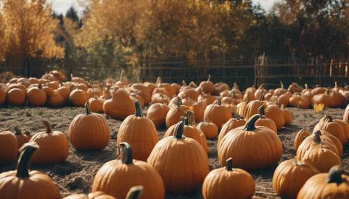 Pumpkin patch with various sizes and shapes of pumpkins. Tapeta [59300e3035384ea4b510]