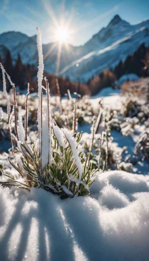Frosty, snow-capped peaks of the Swiss Alps gleaming under the crisp morning sun. Divar kağızı [c9b4d48090ad40259a73]