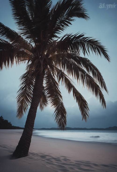 A windswept dark palm tree leaning over a quiet, sandy beach at night.