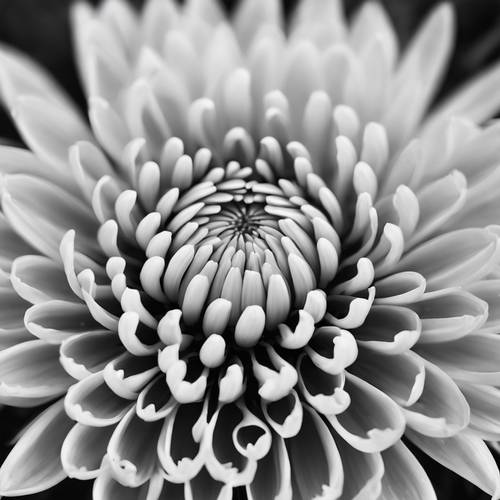 Une image en noir et blanc d’une fleur de chrysanthème, capturée de manière rêveuse et abstraite.