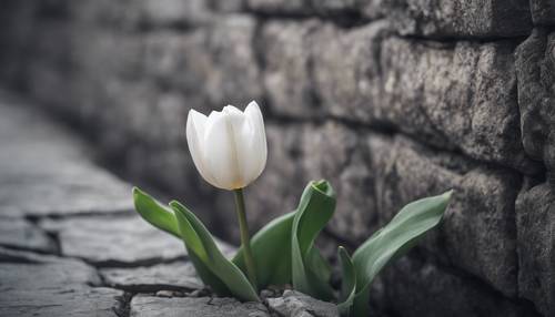 Eine einzelne weiße Tulpe wächst durch einen Riss in einer grauen, alten Steinmauer.