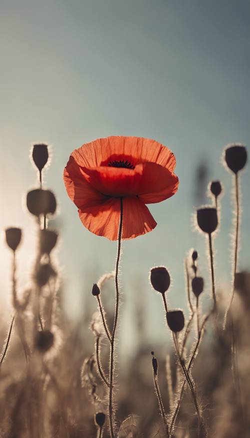 A close-up image of a single, bright red poppy set against a soft pastel sky at dusk.