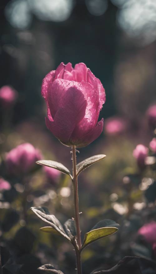 Bunga berbentuk hati berwarna merah muda gelap di kebun raya yang sedang mekar. Wallpaper [f34a534133454658abe7]
