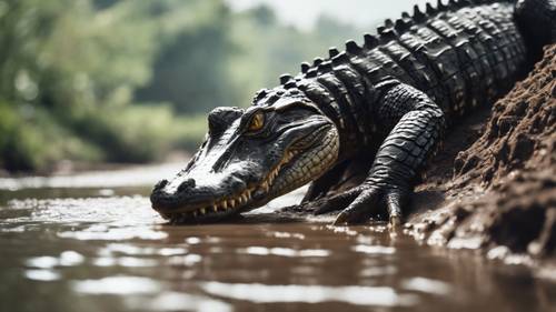 Um ágil crocodilo preto deslizando pela margem lamacenta de um rio em águas turvas.