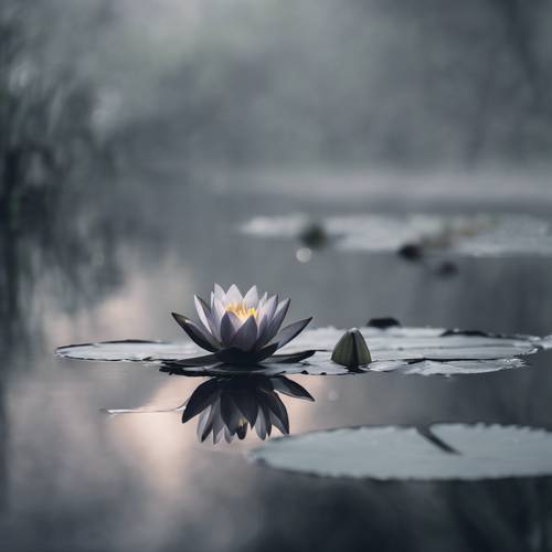 Eine geheimnisvolle dunkelgraue Seerose, die ruhig auf einem nebligen Teich sitzt.