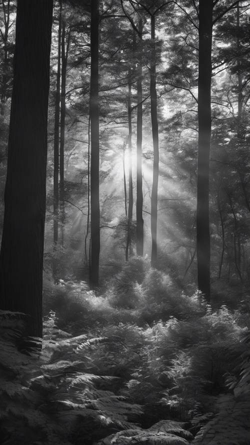 Foto hitam putih hutan yang damai saat fajar, dengan sinar matahari merembes melalui pepohonan lebat.