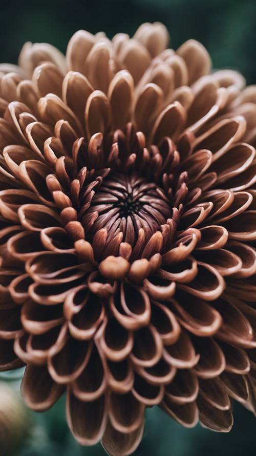 Un primo piano di un crisantemo color cioccolato in piena fioritura.
