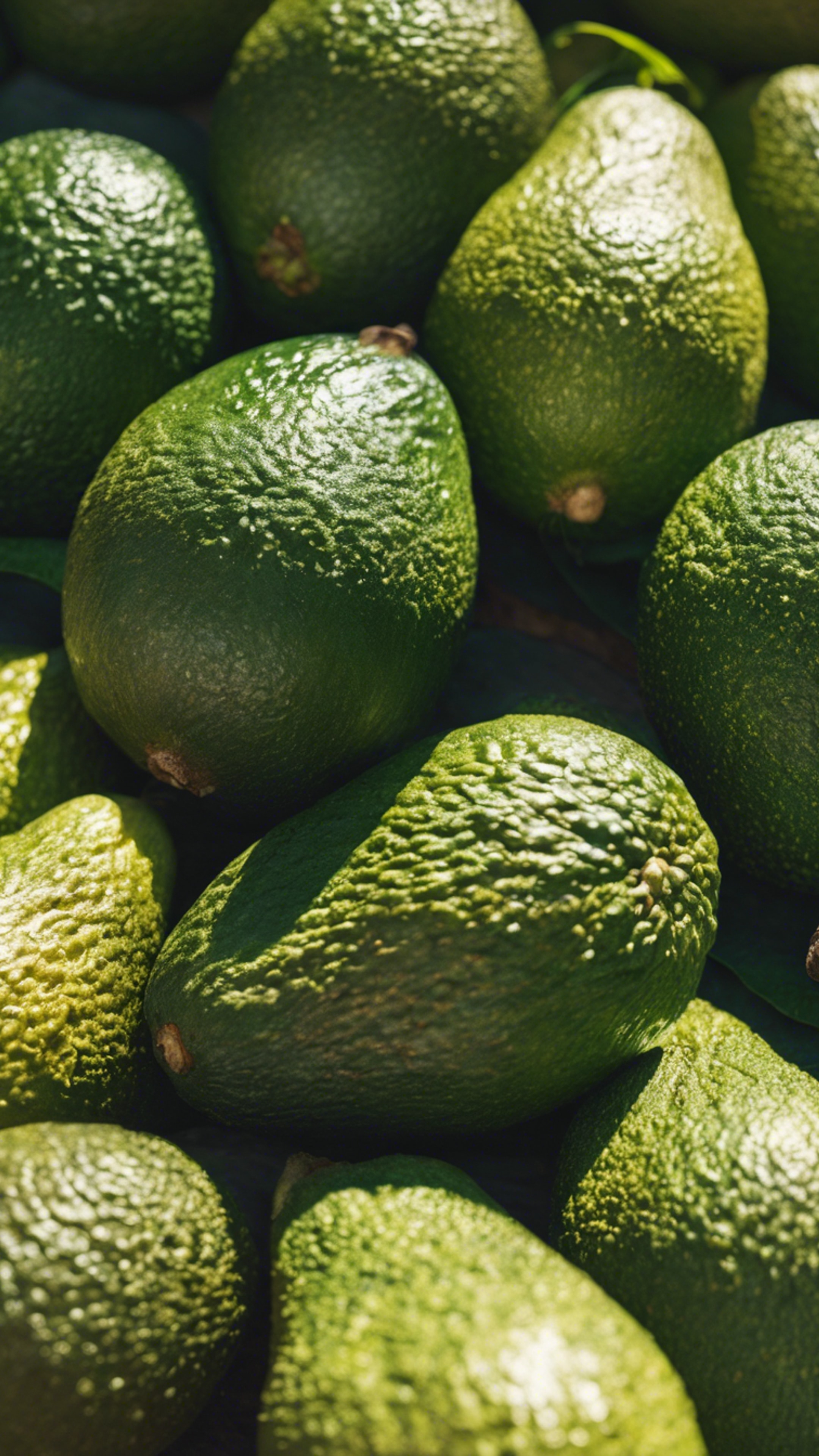 A group of cute avocados gathered under the sun of a bright midday Wallpaper[b59e09280317478e9ff0]