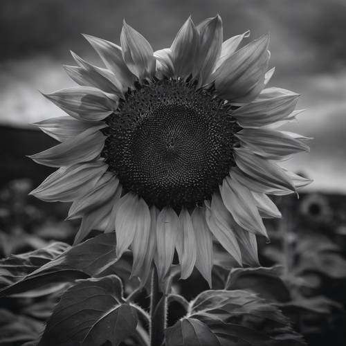 Bunga matahari dalam skala abu-abu dengan latar langit gelap dan murung, menunjukkan kontras dan kedalaman yang intens.